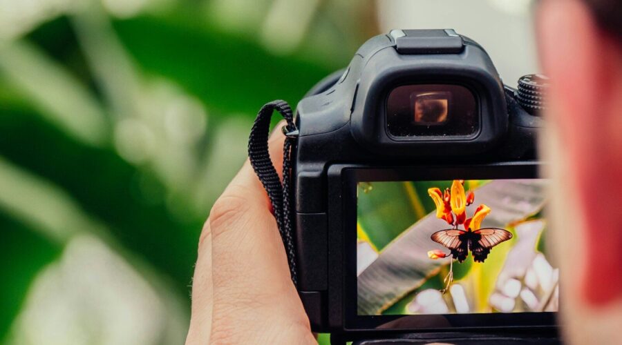 A person holding a digital camera displaying a butterfly on a flower
